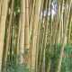 Bamboe Kleding online