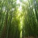 kleding bamboo